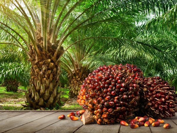 Oiltek Delivers Strong 1Q2025 Earnings Despite Revenue Dip