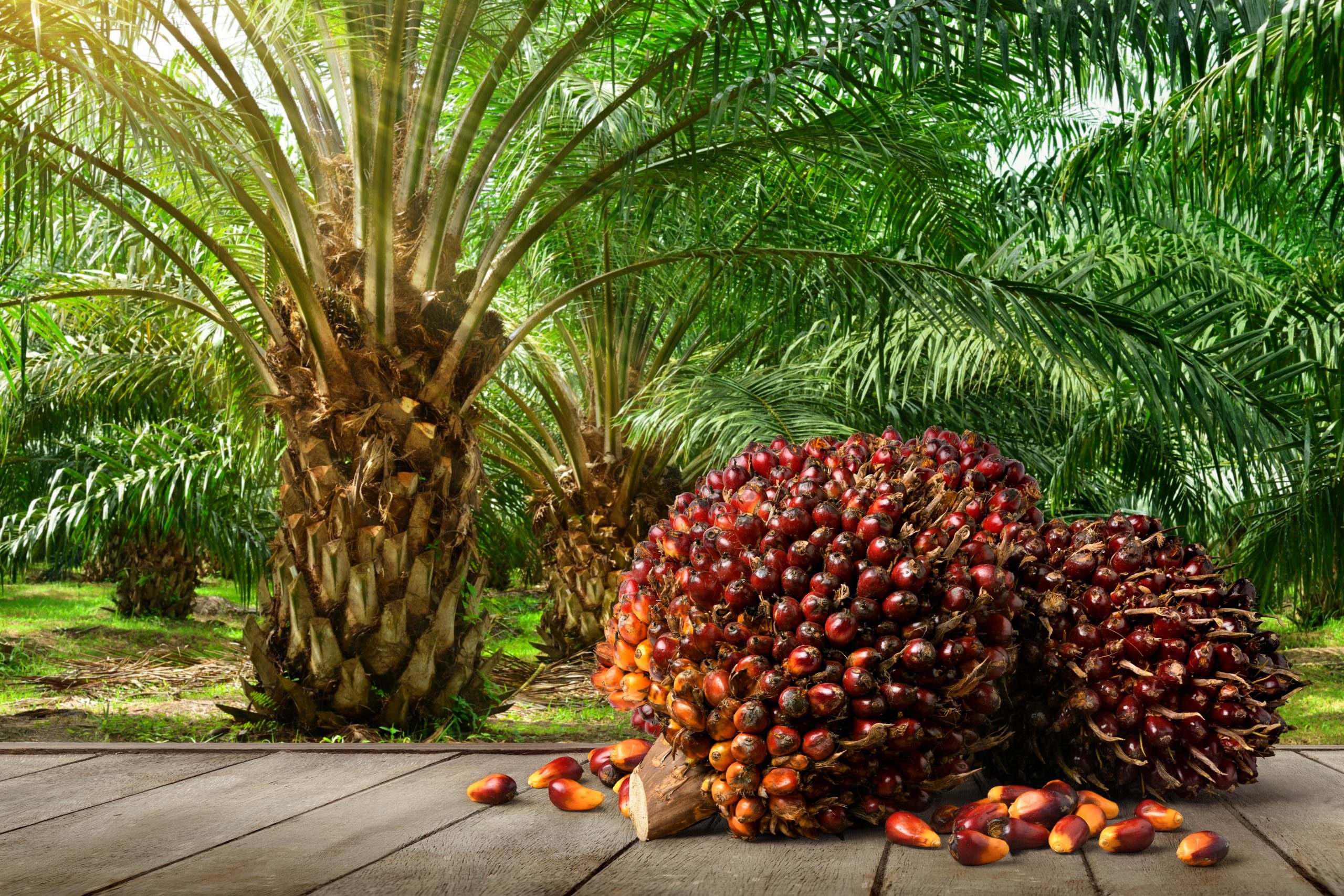 Oiltek Delivers Strong 1Q2025 Earnings Despite Revenue Dip